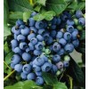 Blueberry Tea (Blaubeer Tee)