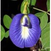 Butterfly-Pea Tea  (Blauer Schamblumen Tee)  