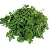 Moringa  Oleifera Tea (Meerrettichbaum Tee)