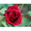 Red Rose Flower Tea (Rote Rosen Blumen Tee)